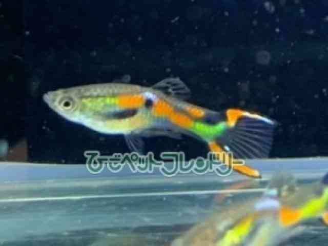 card-img