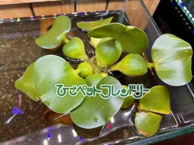 card-img