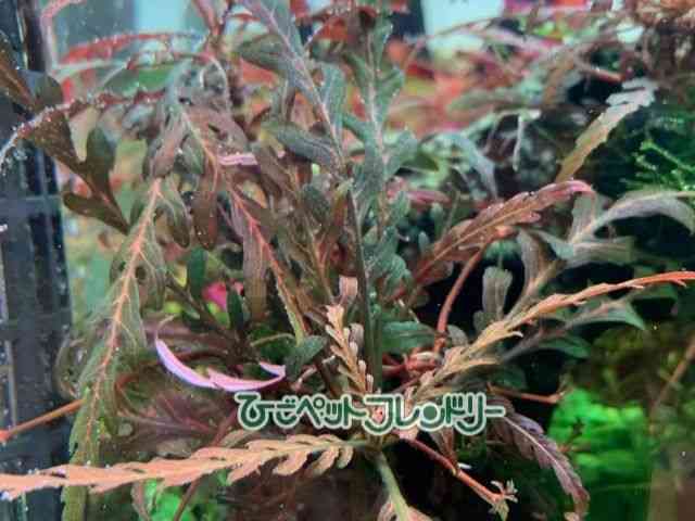 card-img