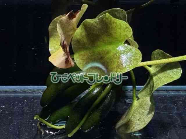 card-img