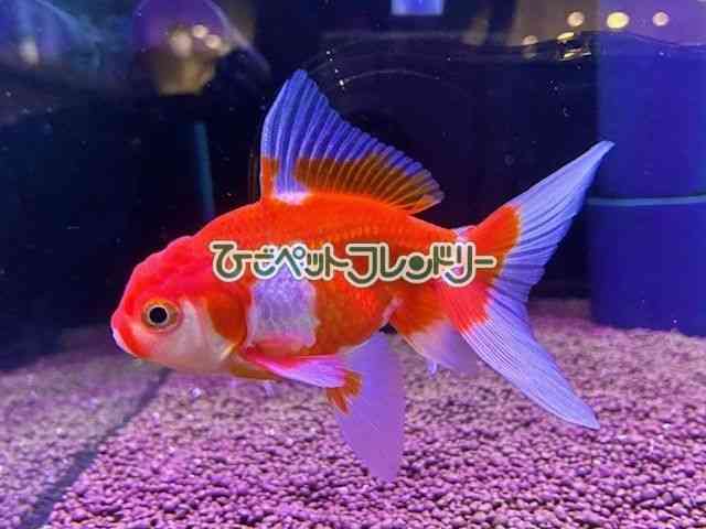 card-img