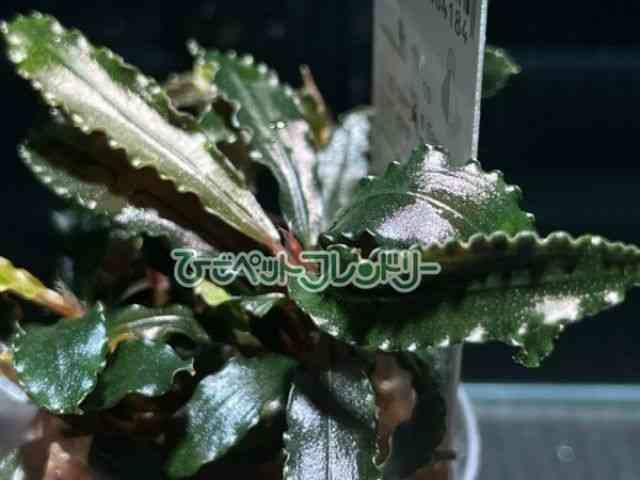 card-img