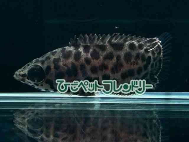 card-img