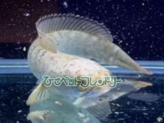 card-img