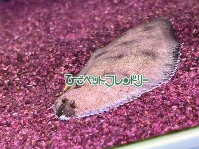 card-img