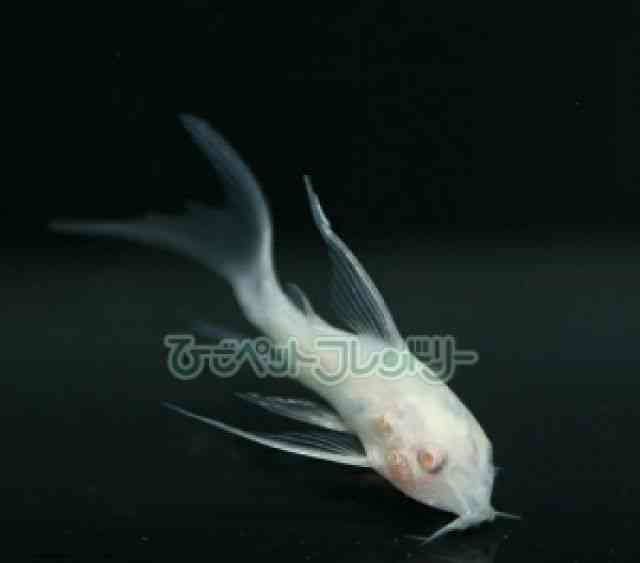 card-img
