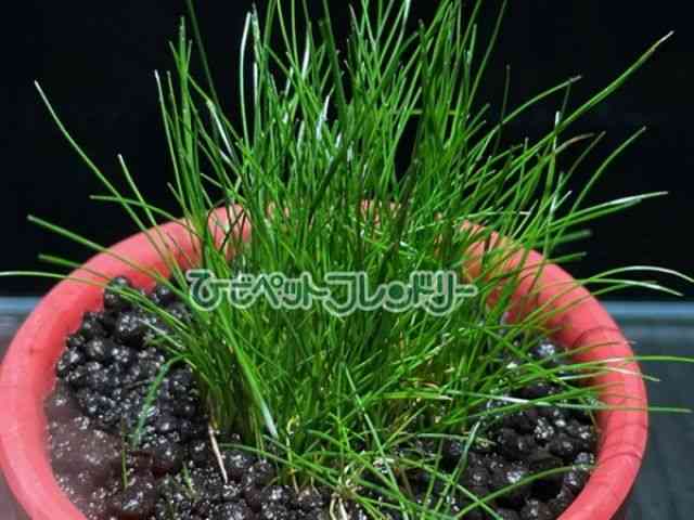 card-img