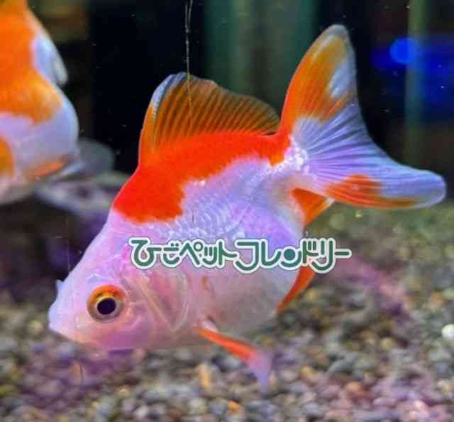 card-img