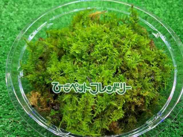 card-img