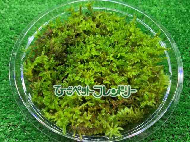 card-img