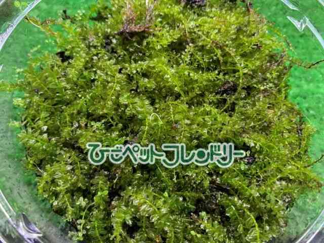 card-img