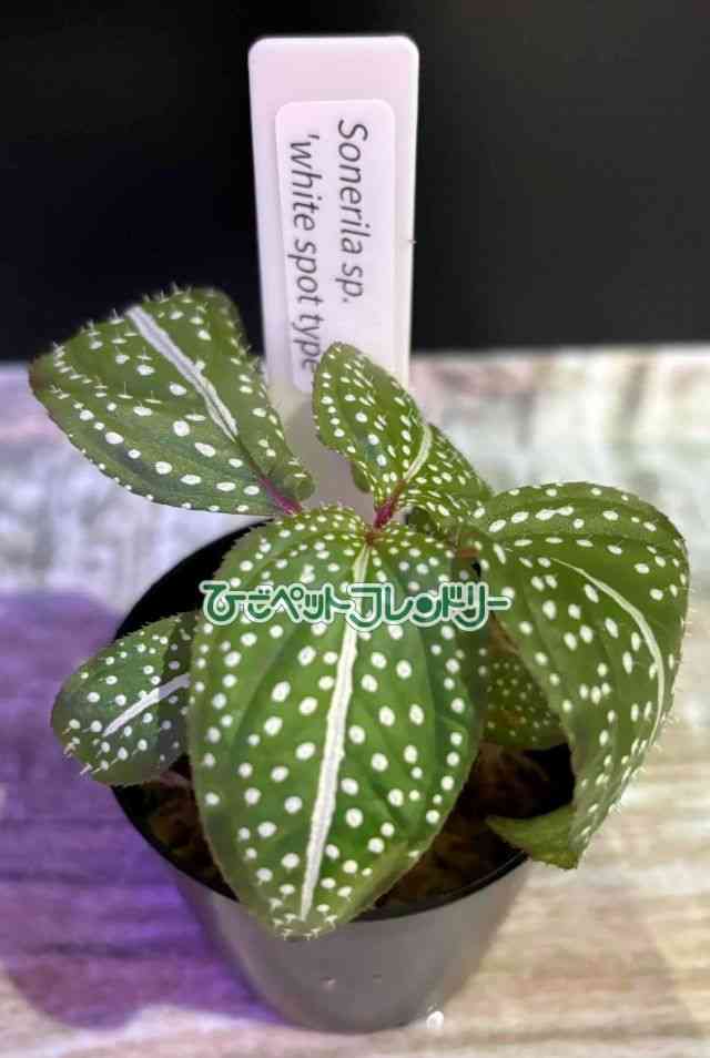 card-img