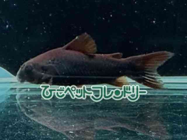 card-img