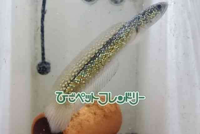 card-img