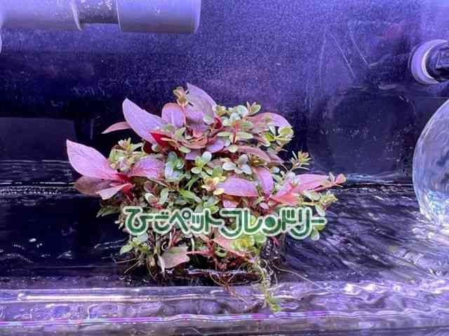card-img