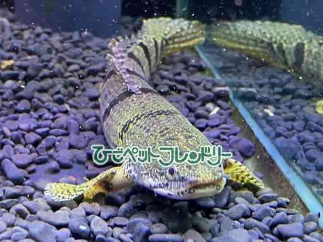 card-img