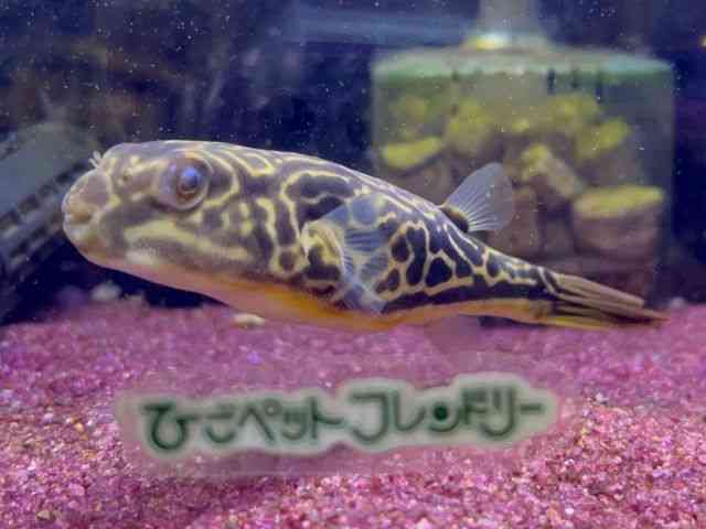 card-img