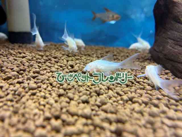card-img