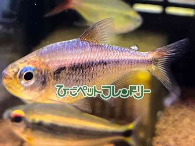 card-img