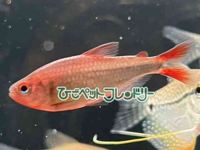 card-img