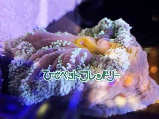 card-img