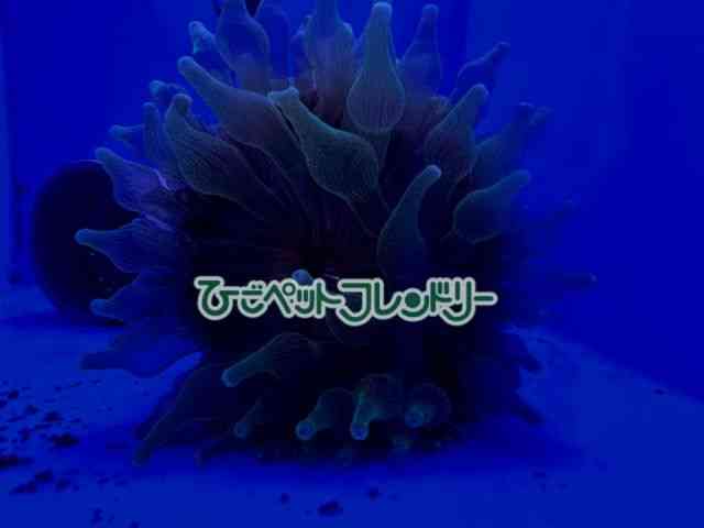 card-img