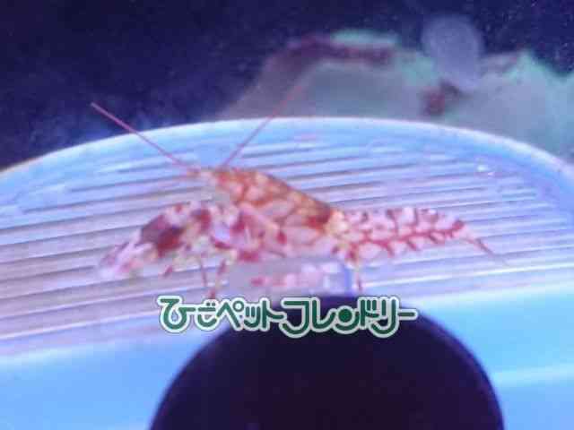 card-img