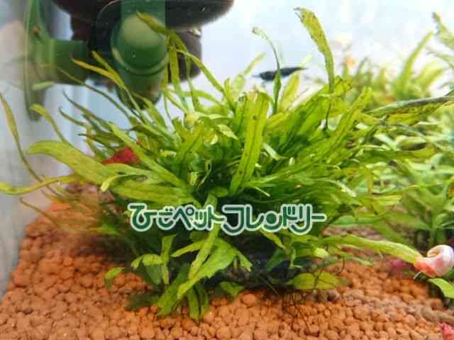card-img