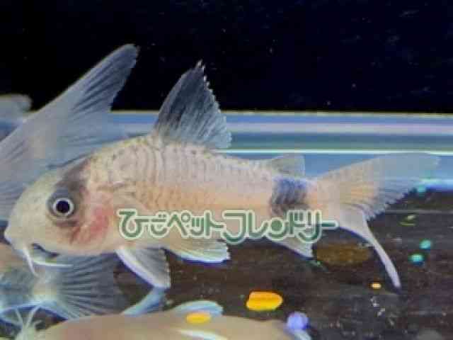 card-img