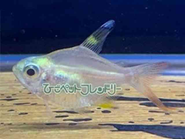 card-img