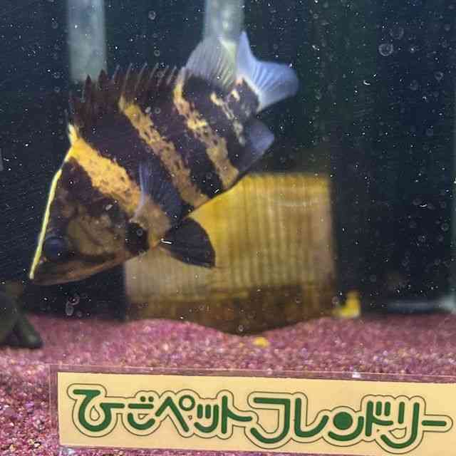 card-img
