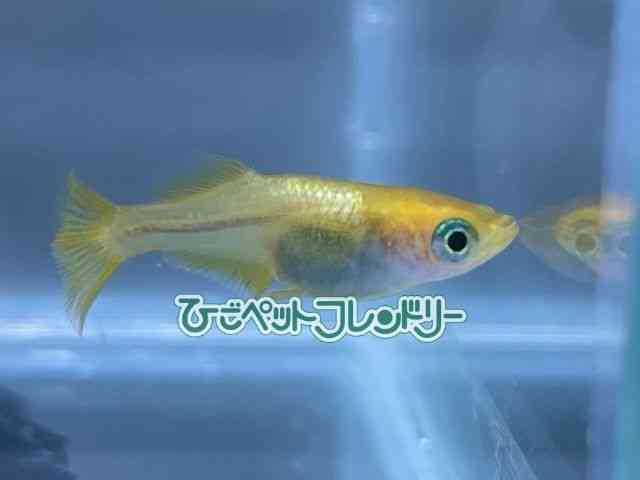 card-img