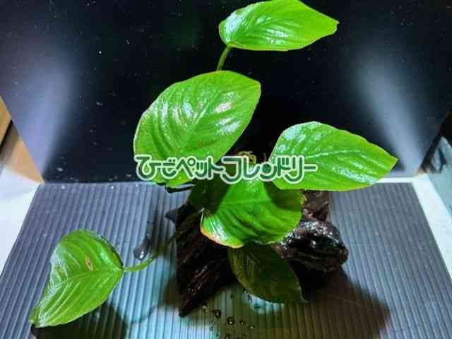 card-img
