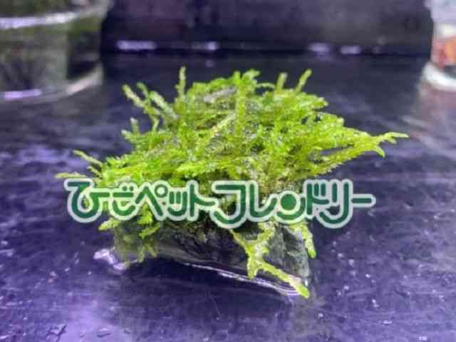 card-img