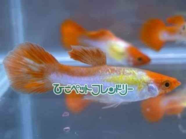 card-img