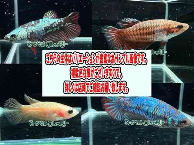 pet image