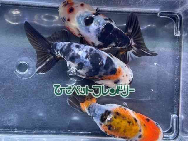 card-img