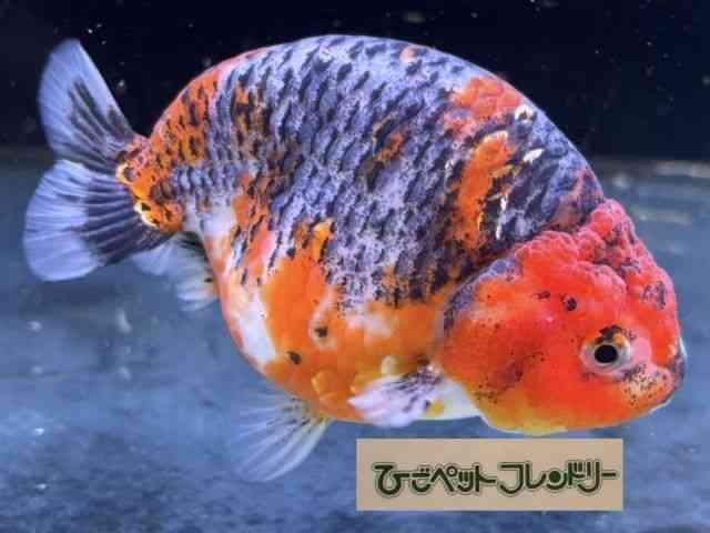 card-img