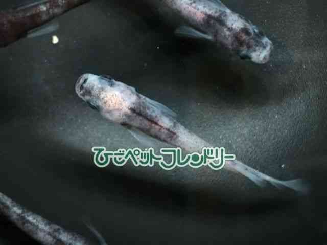 card-img