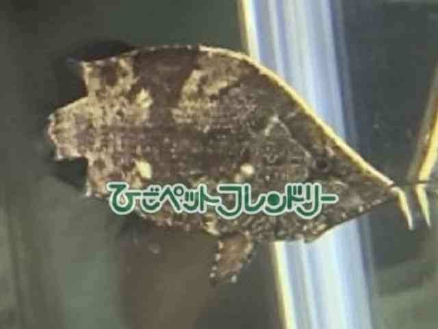 card-img