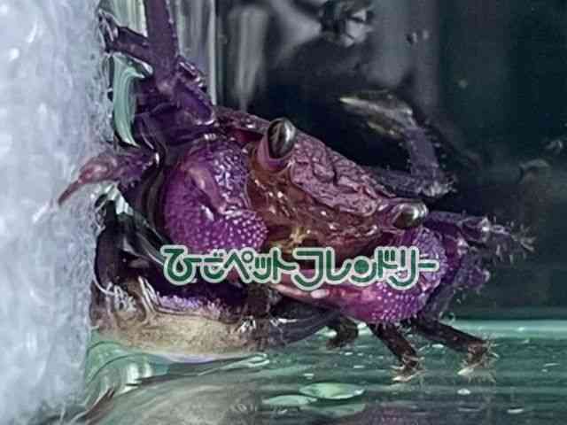 card-img