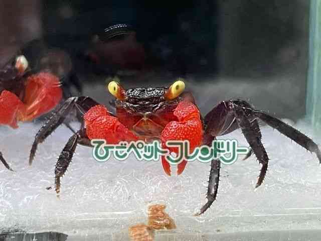 card-img