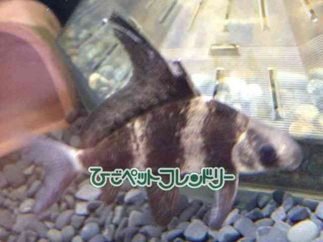 card-img