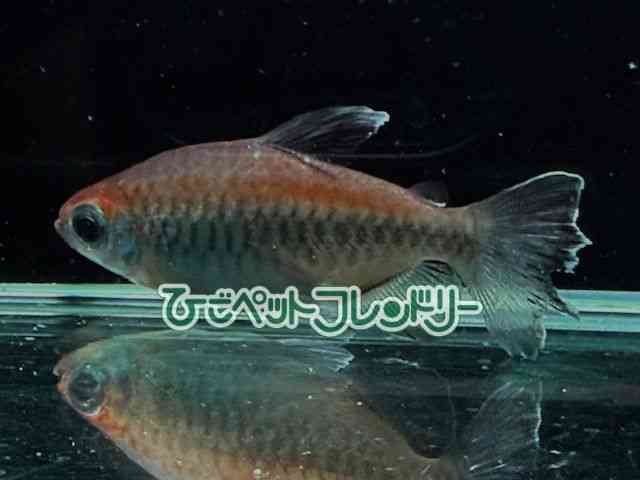 card-img