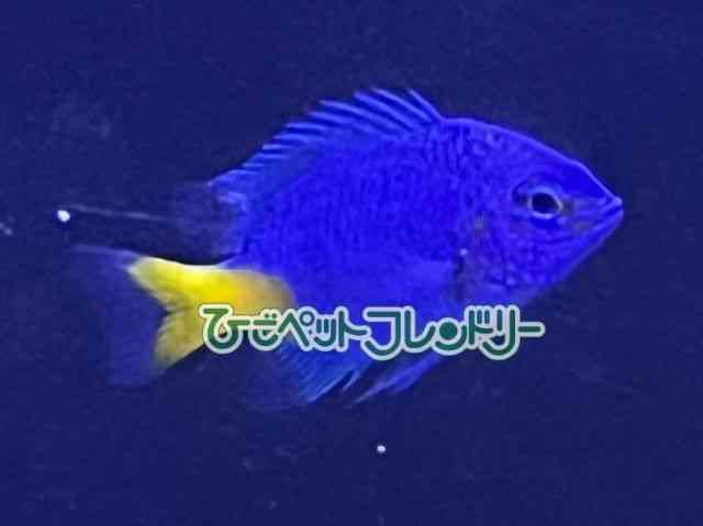 card-img