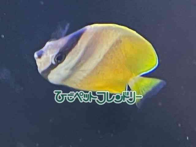 card-img