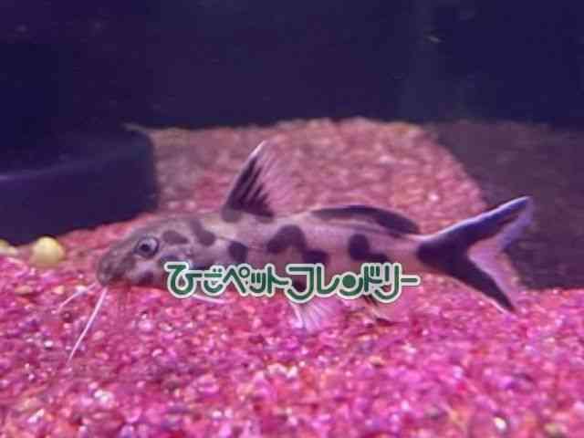 card-img