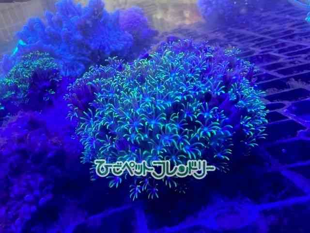 card-img