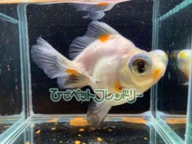 card-img
