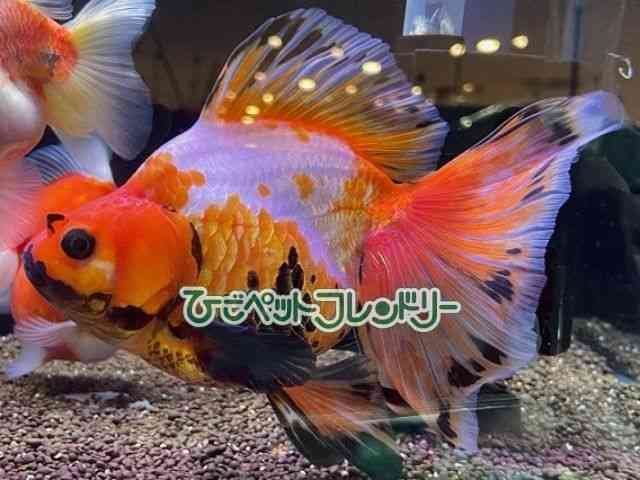 card-img